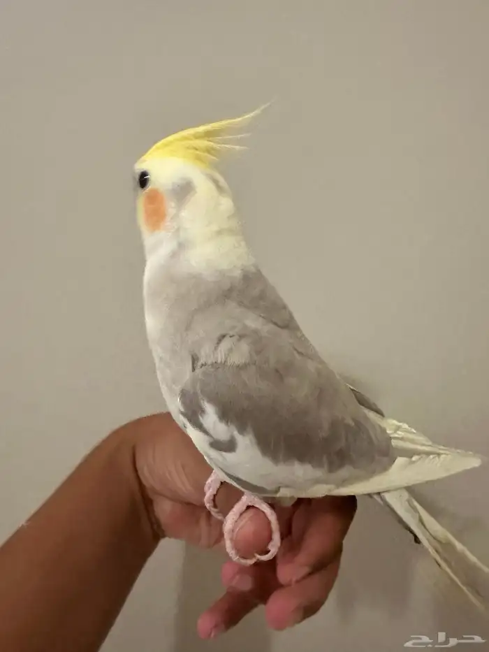 البيع 3