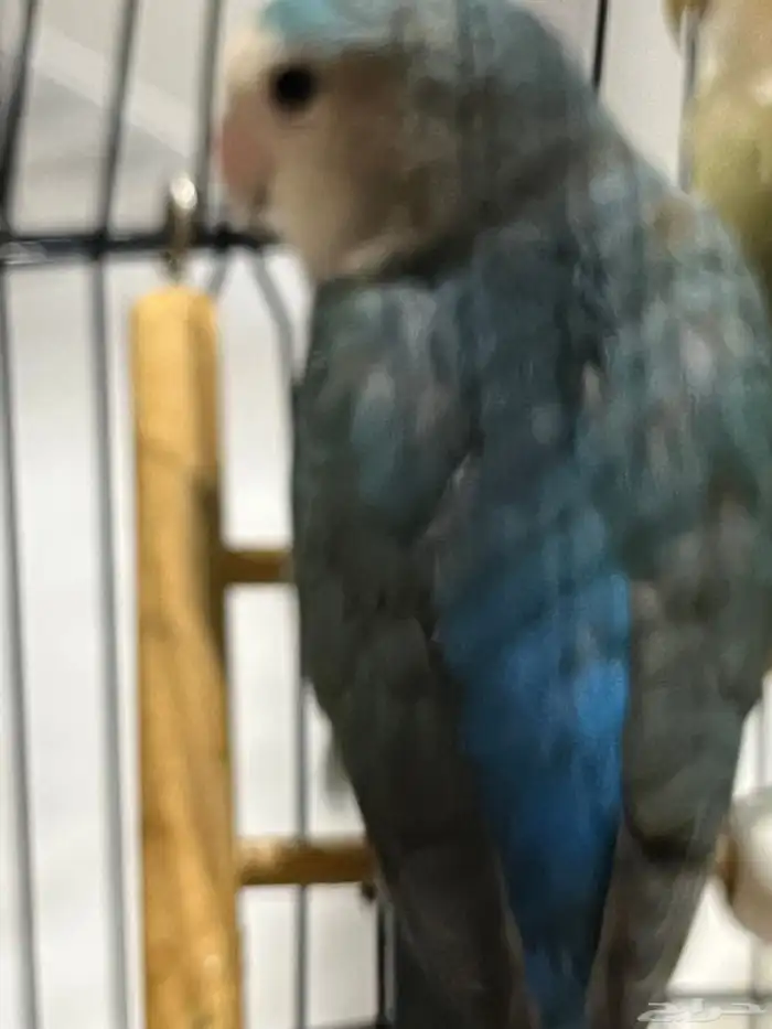 طير روز أليف وهد د ومتكلم 2