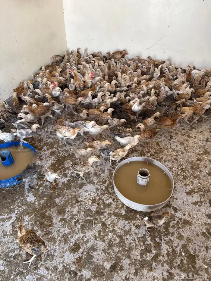 صوص عمر 2 زياده عن شهرين 1