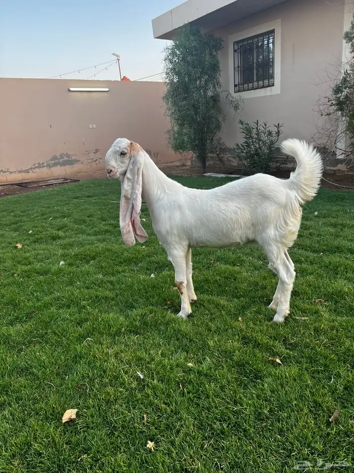 جفرة هولنديه خصم 0
