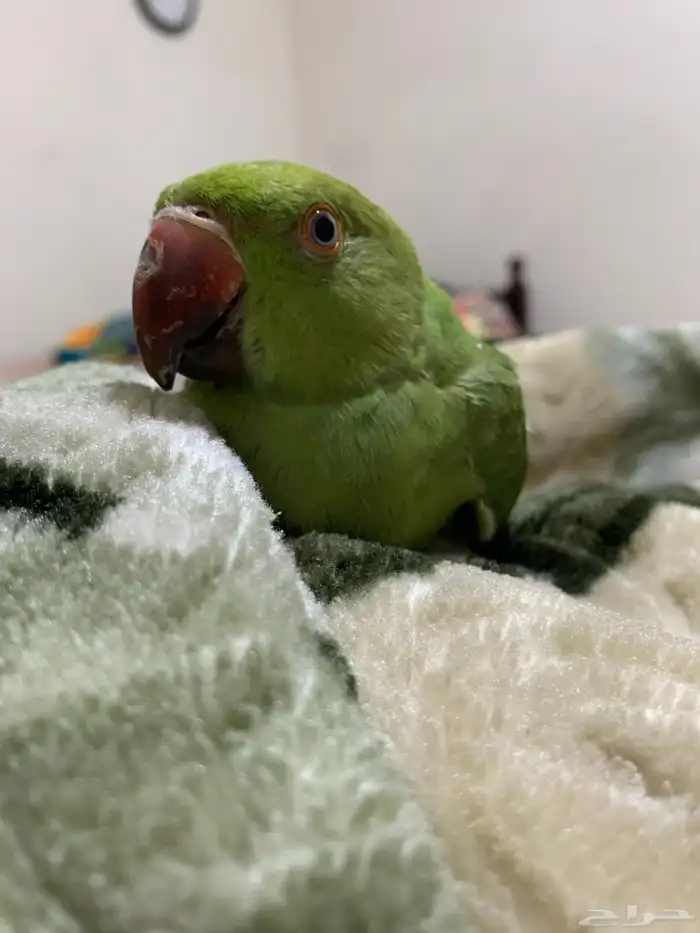 parrot ring neck green 6 months الطيار 5 اشهر 2