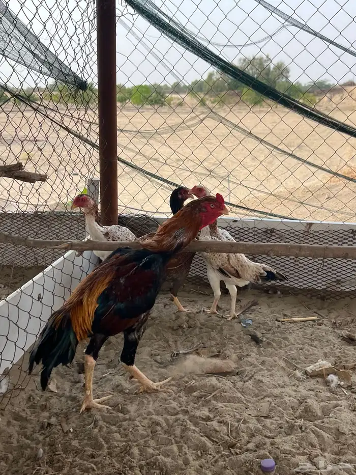 شامو (تم البيع) 3