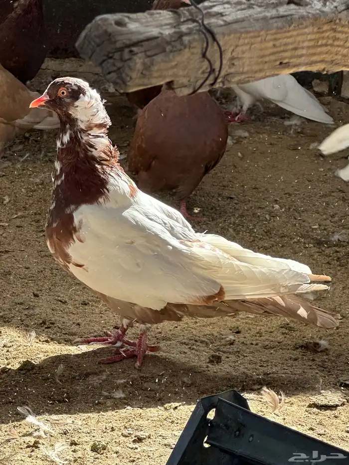 حمام مصري مالطي 71
