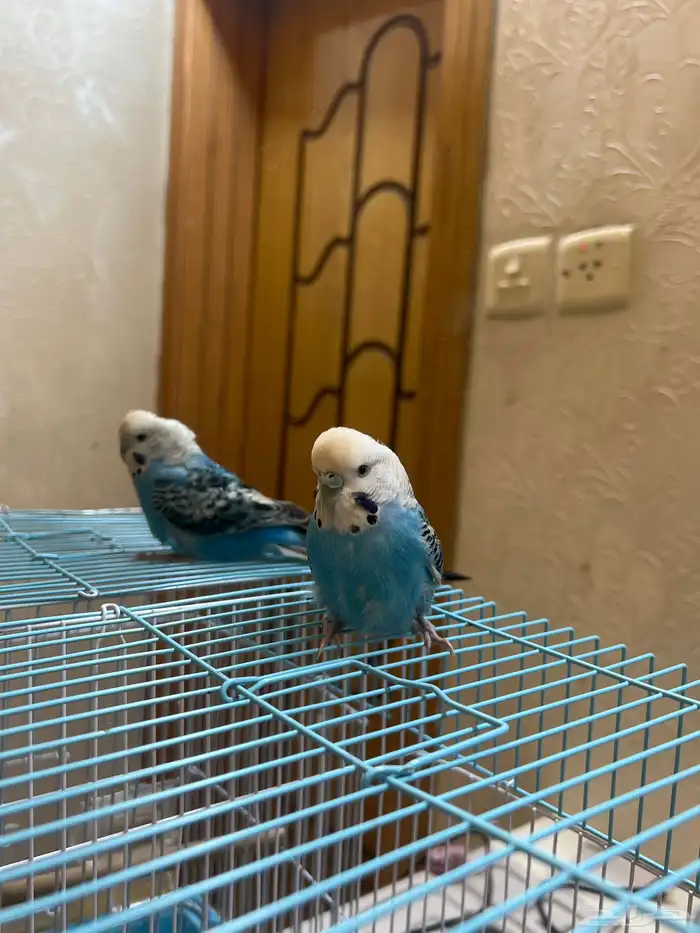 بادجي 0