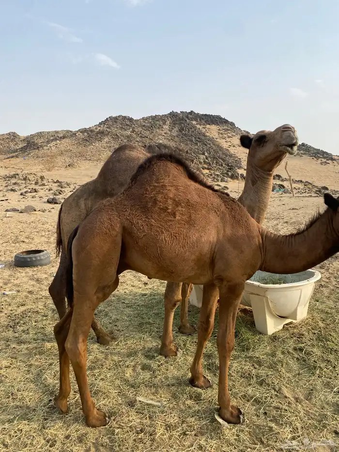 قعود مشروع فحل العمر 9شهور يوجد له مقاطع 3