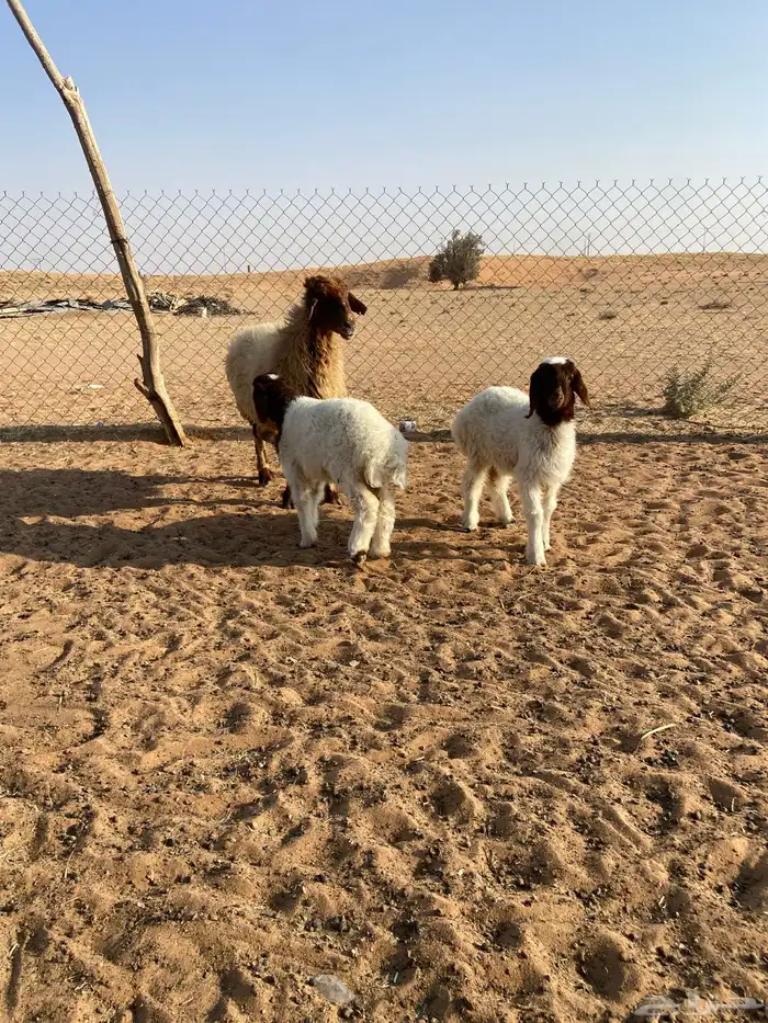 نعيميه متوم ( تم البيع ) 2