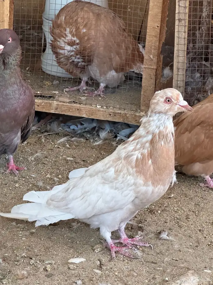 حمام مصري مالطي 24