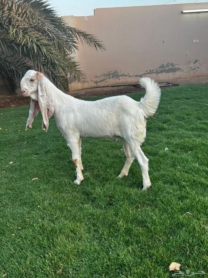 جفرة هولنديه خصم 4