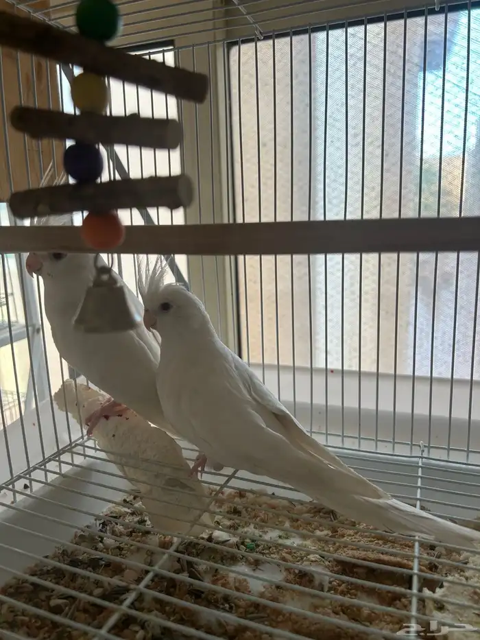 كروان البينو عيون حمر 2