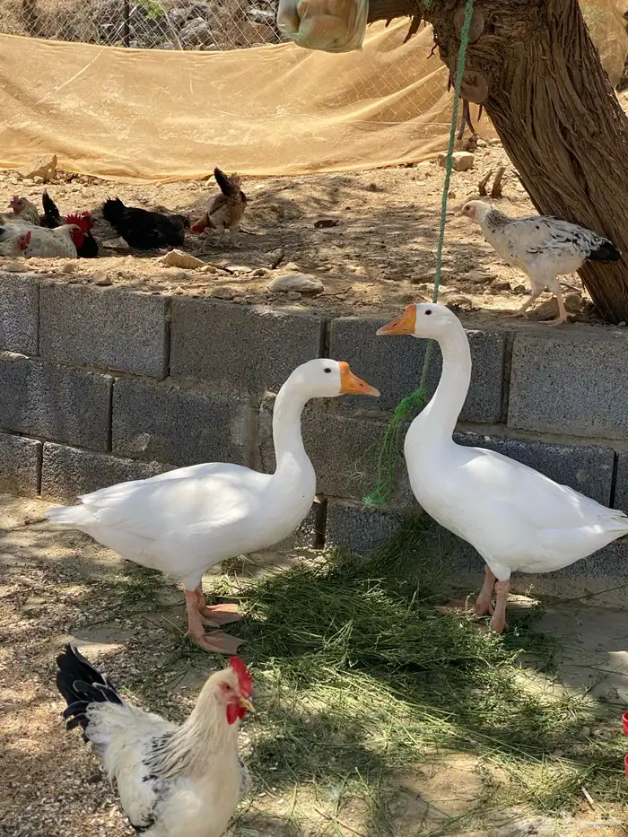 ذكرين وز بلغاري للبدل باناث 5