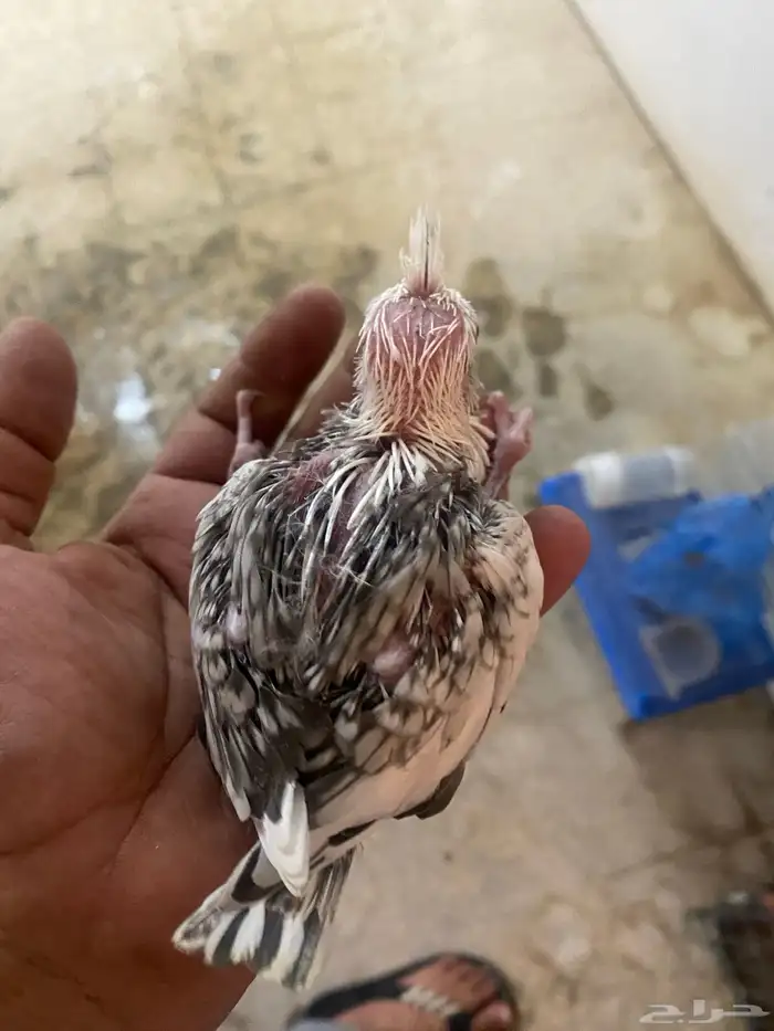 ثلاثه فروخ كروان غر 0