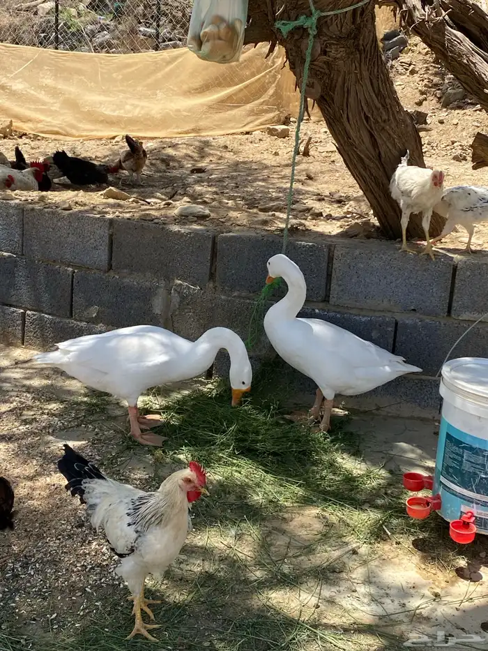 ذكرين وز بلغاري للبدل باناث 7