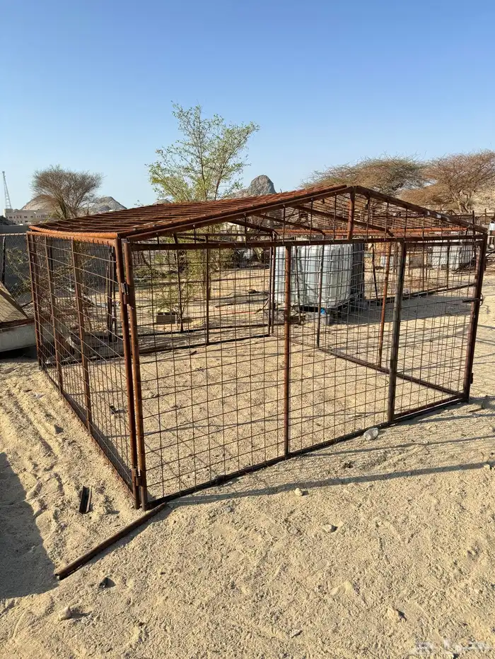 شبوك ابل و أغنام 5