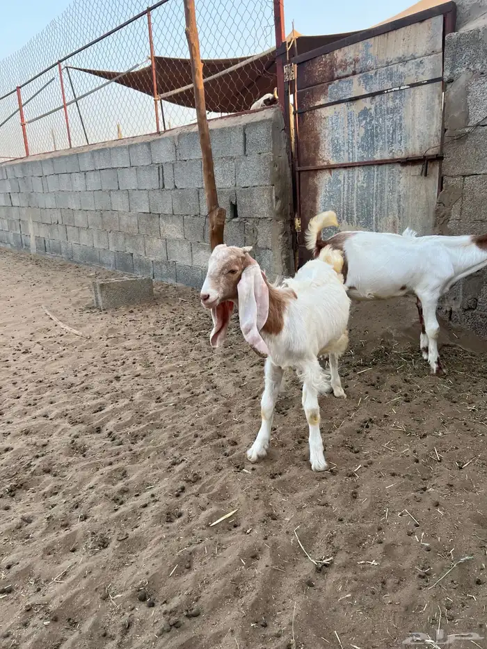 تيوس هولنديه للبيع 3