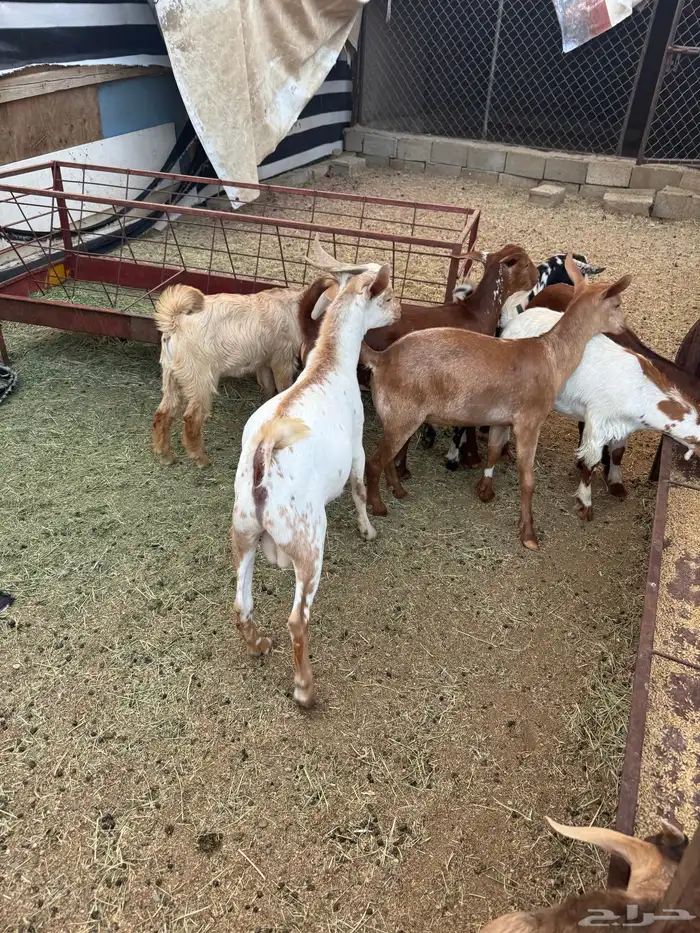 تيوس ذبايح 4