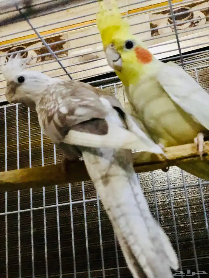 زوج كروان منتج 5