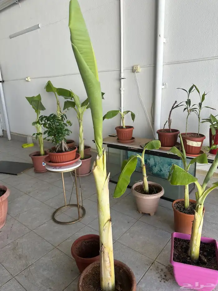 شتلات موز للبيع 6