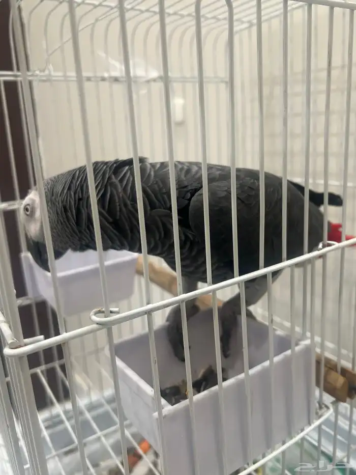للبيع بغبغاء رمادي افريقي 2