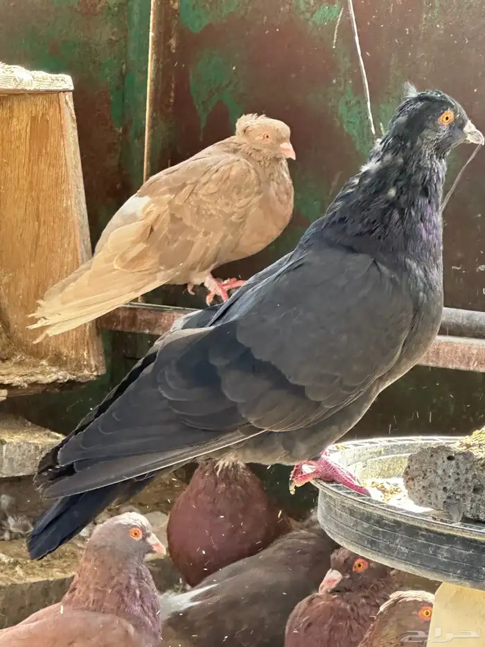 حمام مصري مالطي 65