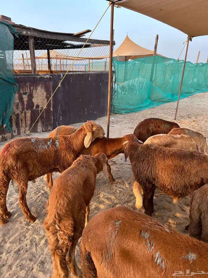 سواكن حمري للبيع جمله وتفريد 1
