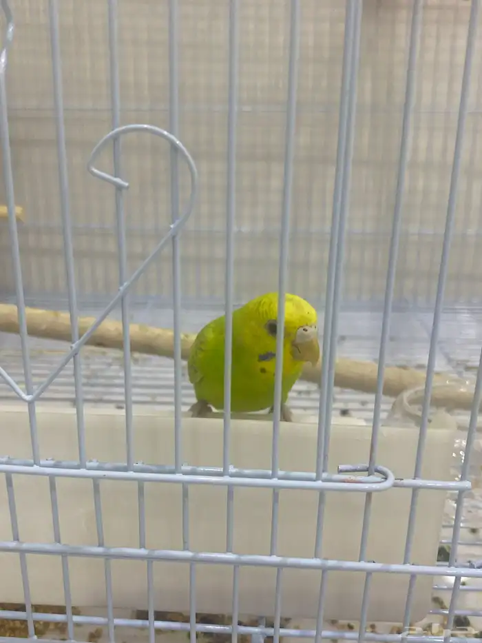 بادجي انثى بدل زيبرا   او على السوم بيع سريع 0