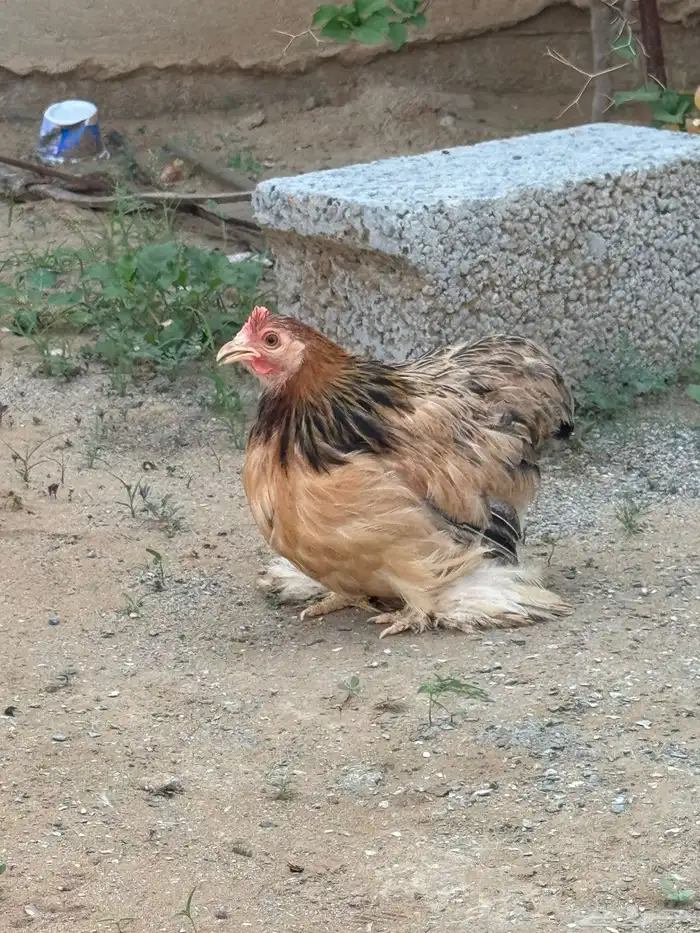 دجاج كوشن قزم 5