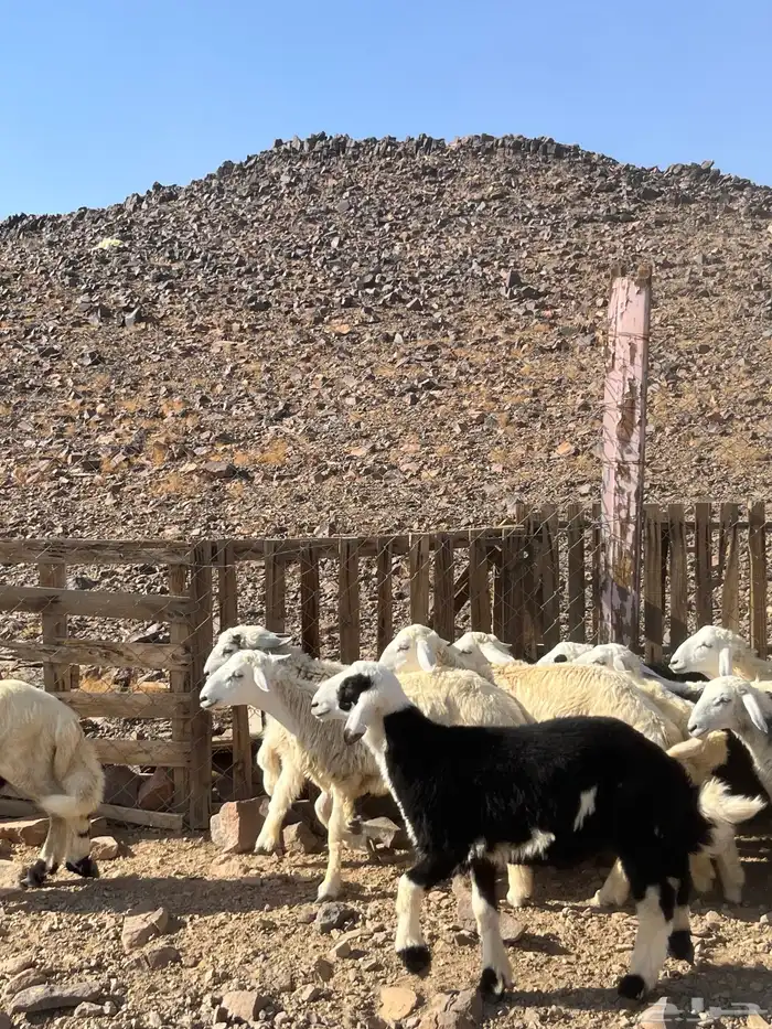 طليان 6