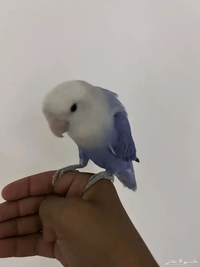 عصفور 3