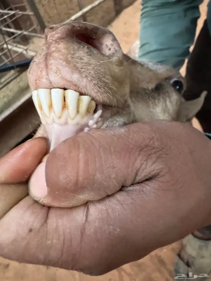 ماعز عمانية متابيع 25