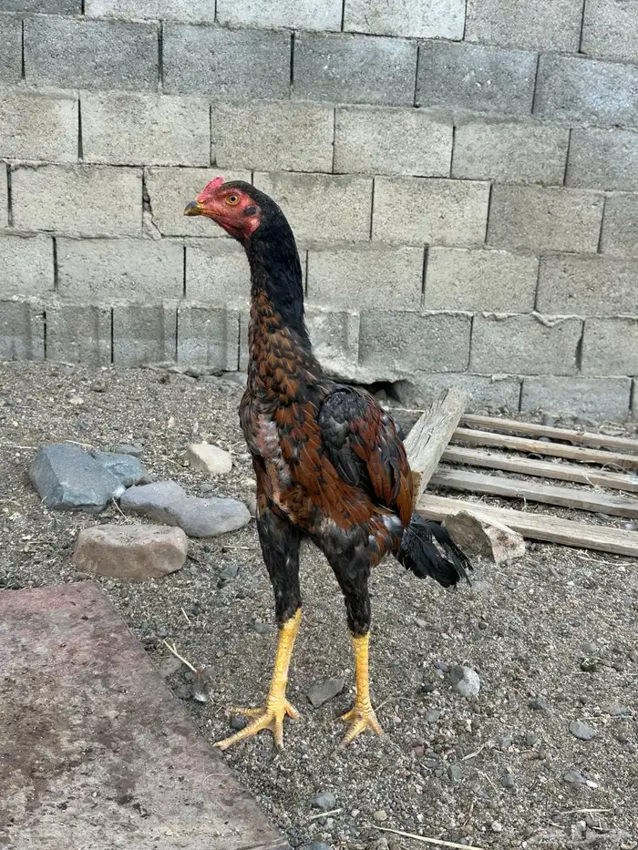 3 ديوك سندي 9