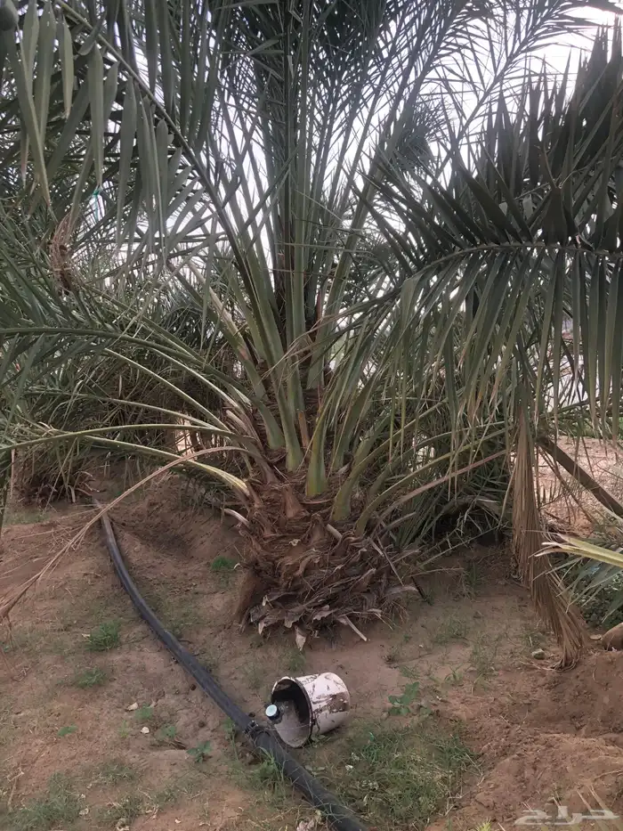 للبيع عدد 10 نخل كبار نوعه رطب 1