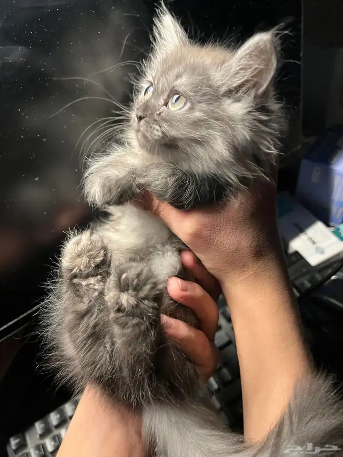 قطه شيرازي 0