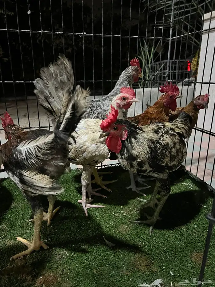 دجاج 13