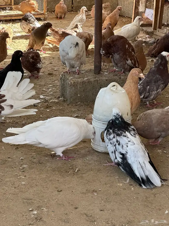 حمام مصري مالطي 5