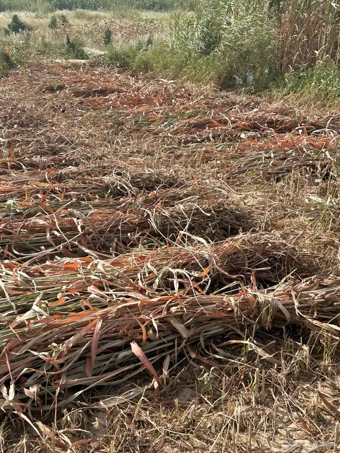 علف للبيع من ريالين الا ربع 2