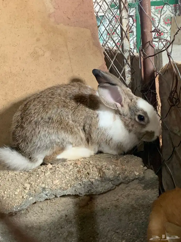 ارنب ذكر للبيع 2
