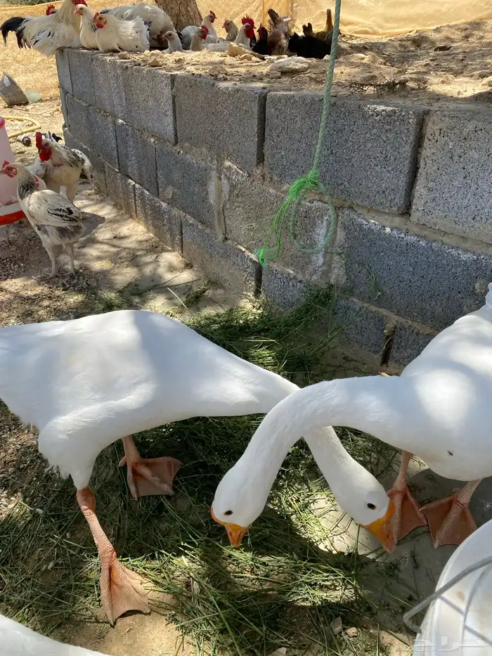 ذكرين وز بلغاري للبدل باناث 6