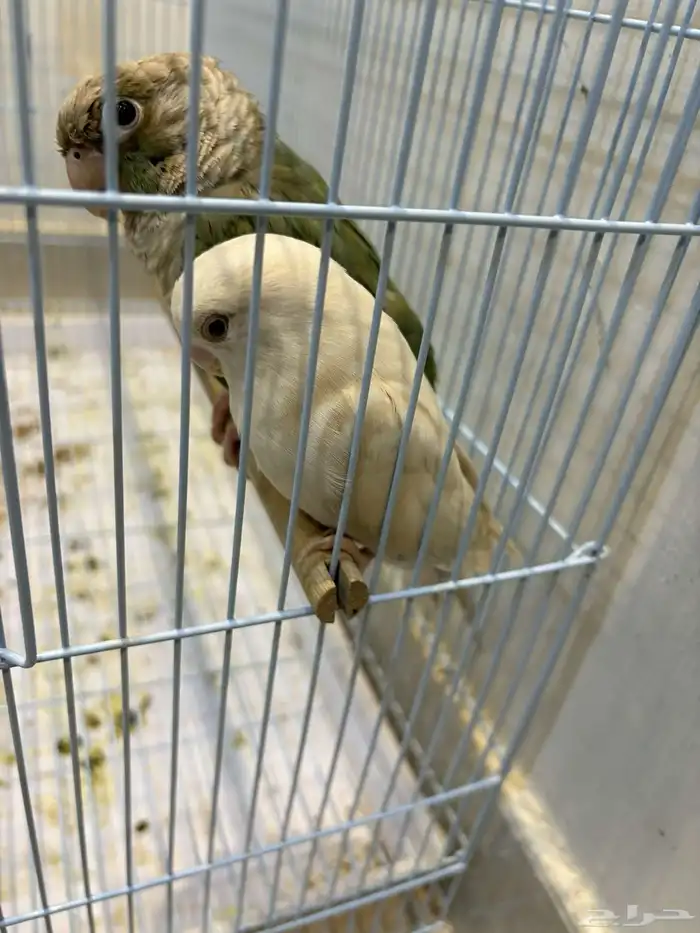 طير روز 0