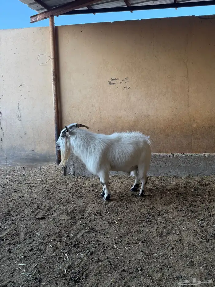 للبيع تييس قزمي 3