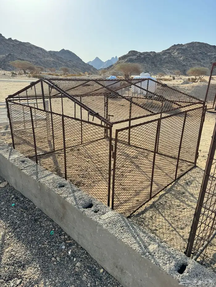 شبوك ابل و أغنام 0