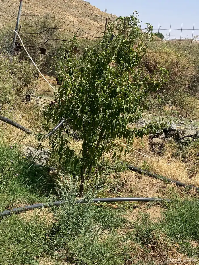 الطآيف بني سعد 3