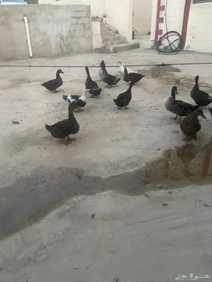 بط للبيع 1