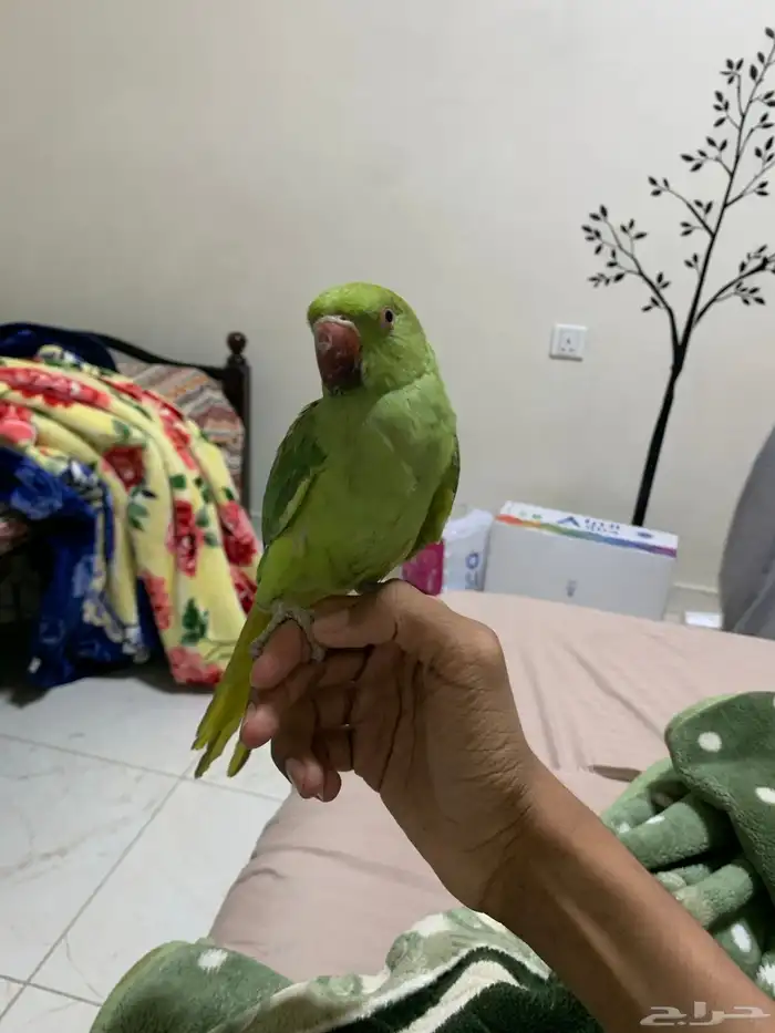 parrot ring neck green 6 months الطيار 5 اشهر 0