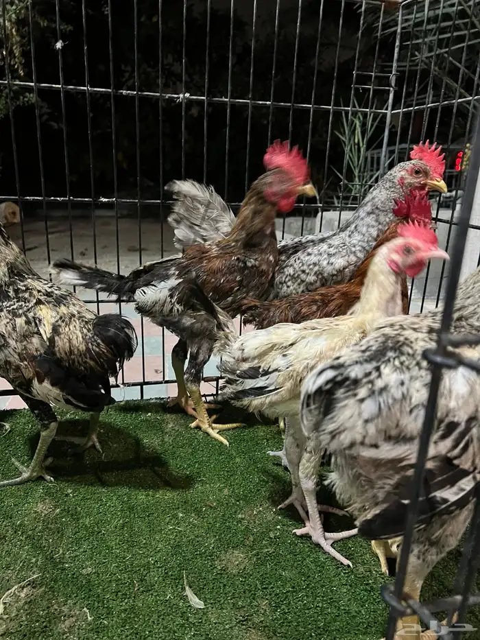 دجاج 8