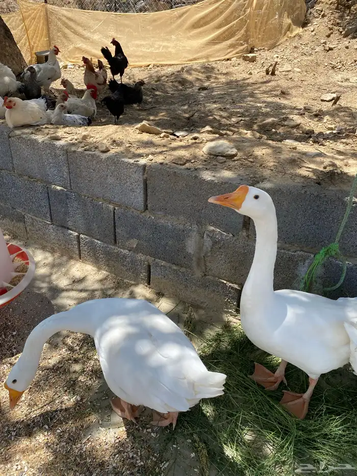 ذكرين وز بلغاري للبدل باناث 0