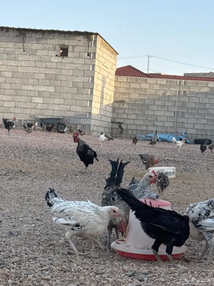 دجاج فيومي شبابي وذهبي وبلدي بشاير الطائف - العرفاء 2