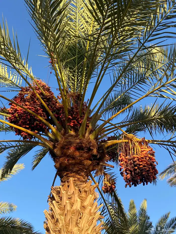 بيع تمور حلوة تيماء 0