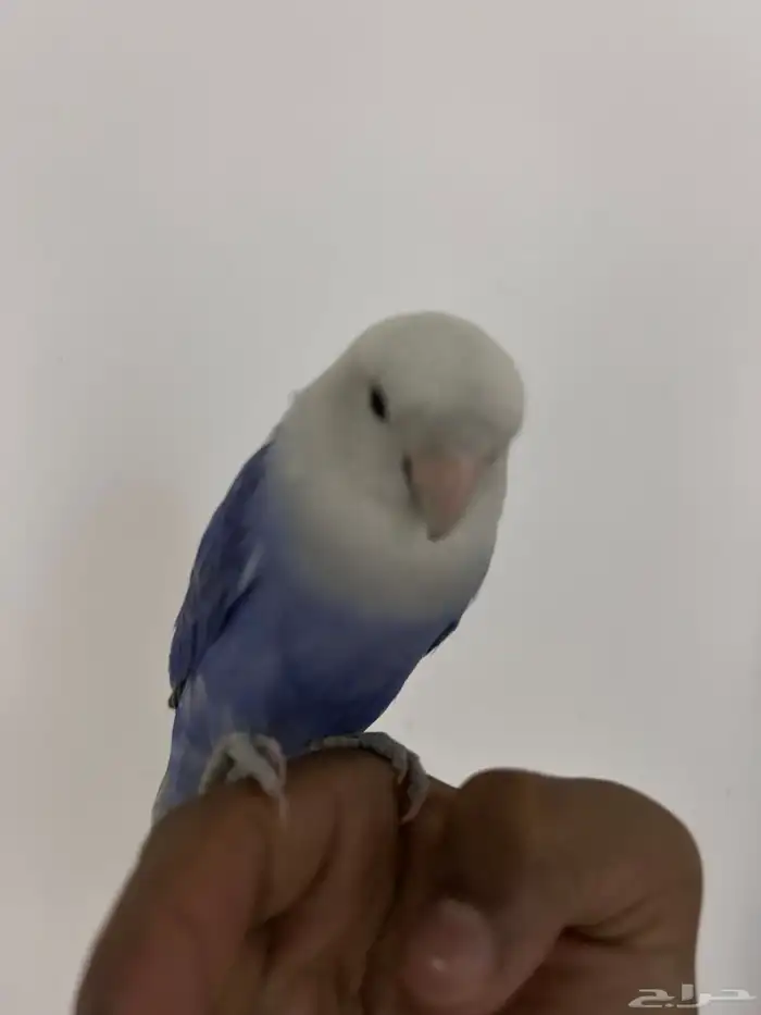 عصفور 2