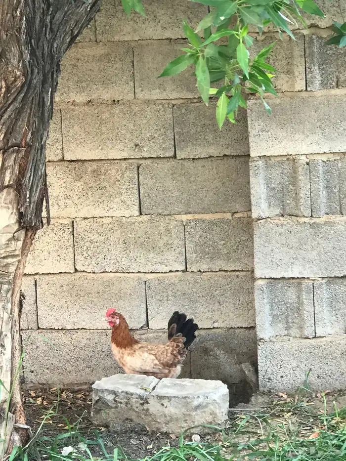 دجاج بيض صحه   ديومه تضرب 100 10