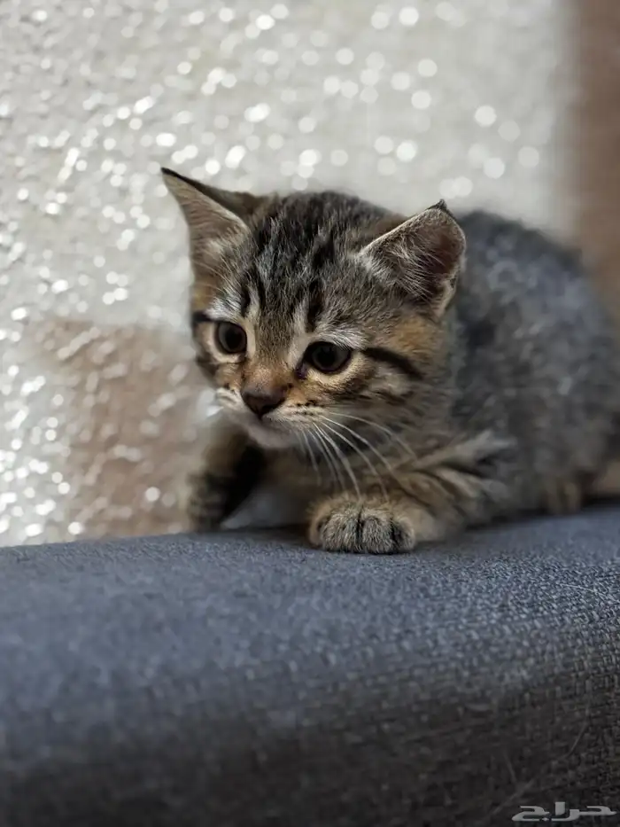 Persian Cat 3 months old 0